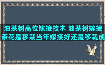 油茶树高位嫁接技术 油茶树嫁接茶花是移栽当年嫁接好还是移栽成活后第二年再嫁接好